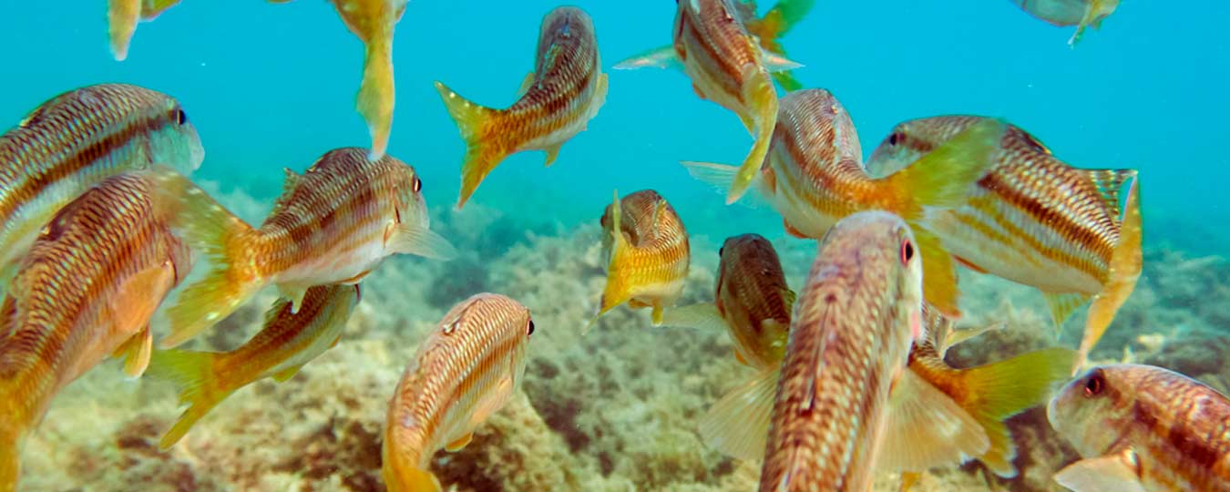 palma aquarium hotel manaus el arenal